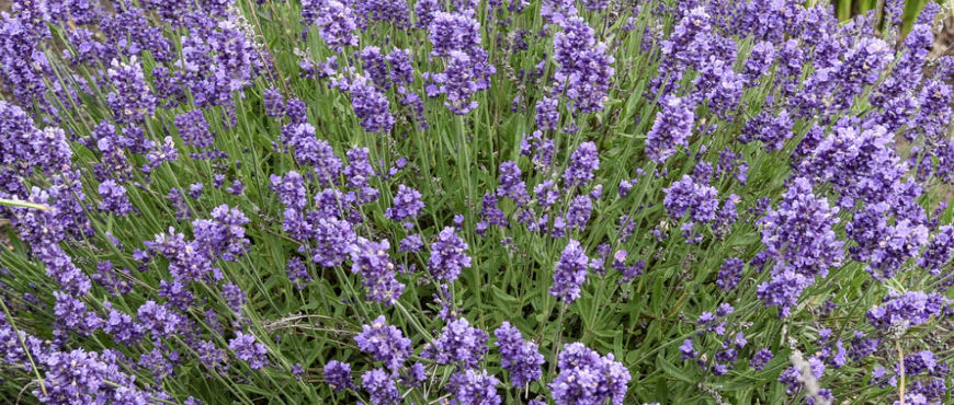 An image of a Lavendar plant picked from my garden for the Mineral Gemstone work